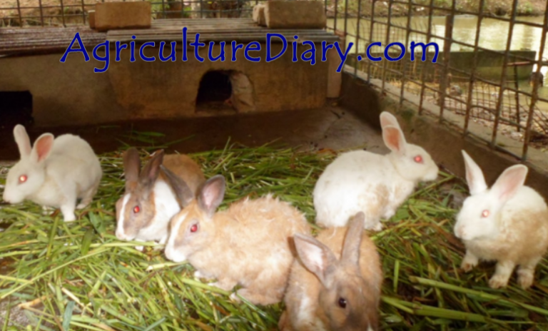 image showing Rabbit Farming