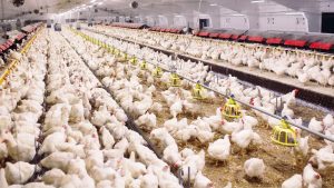 Largest Poultry Farm