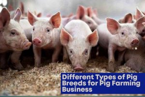 Different Types Of Pig Breeds